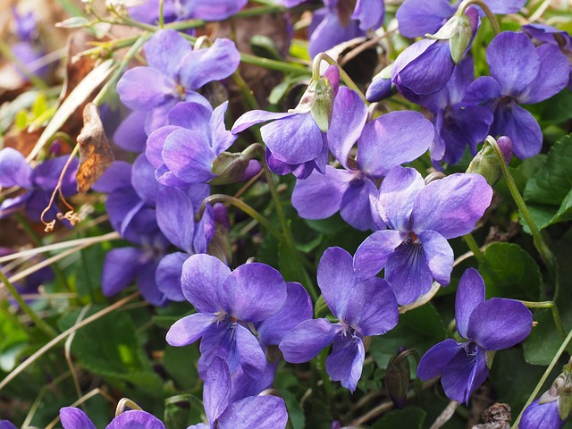 Violeta olorosa imagen 7