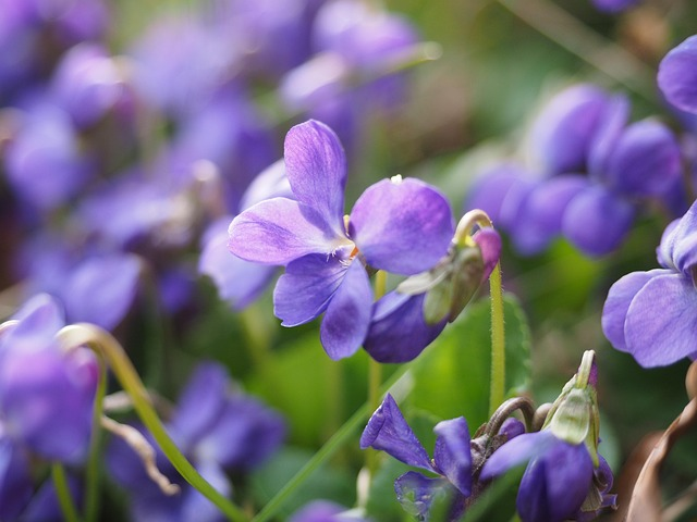 Violeta olorosa imagen 3