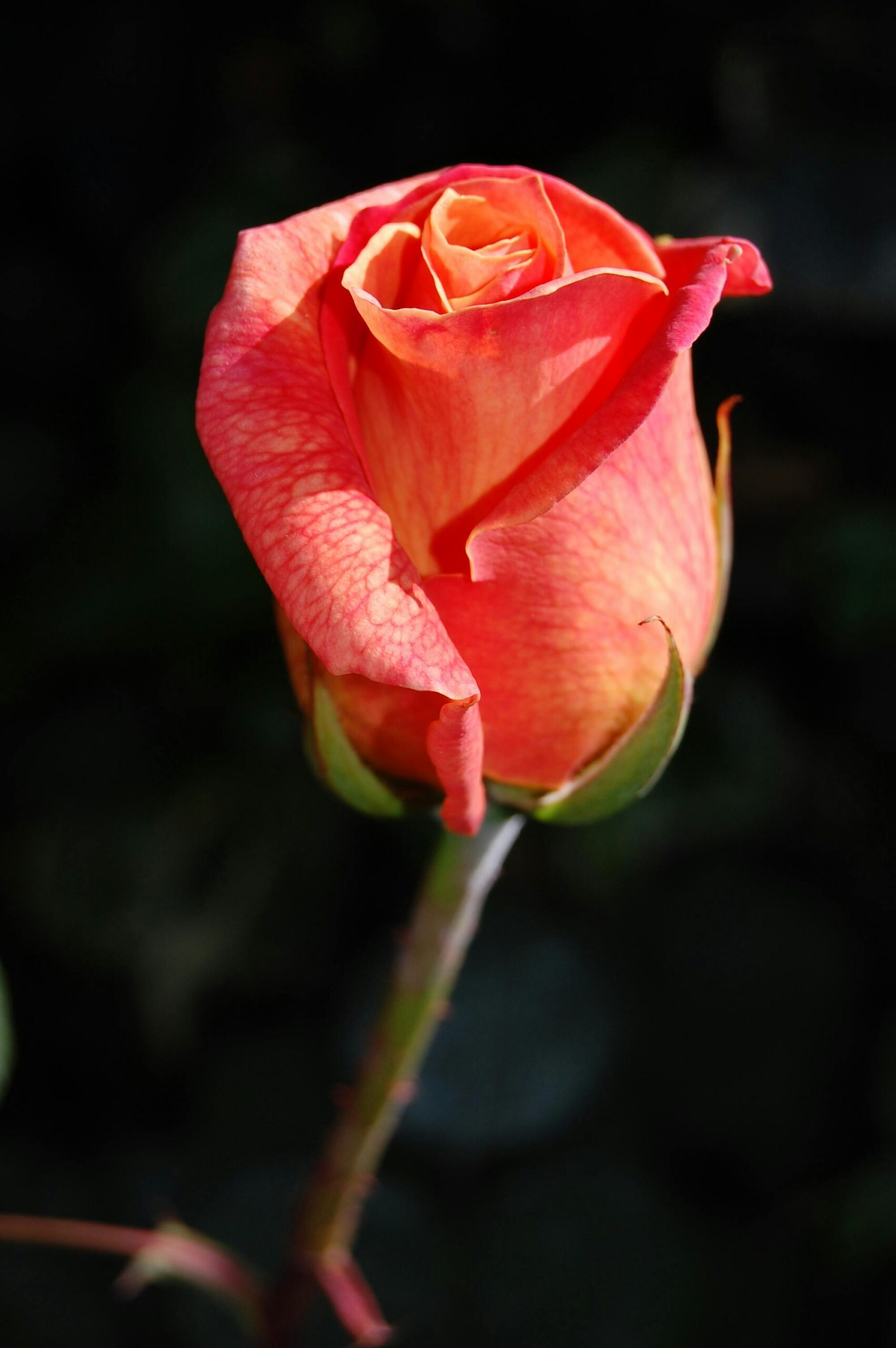 Rose imagen 4