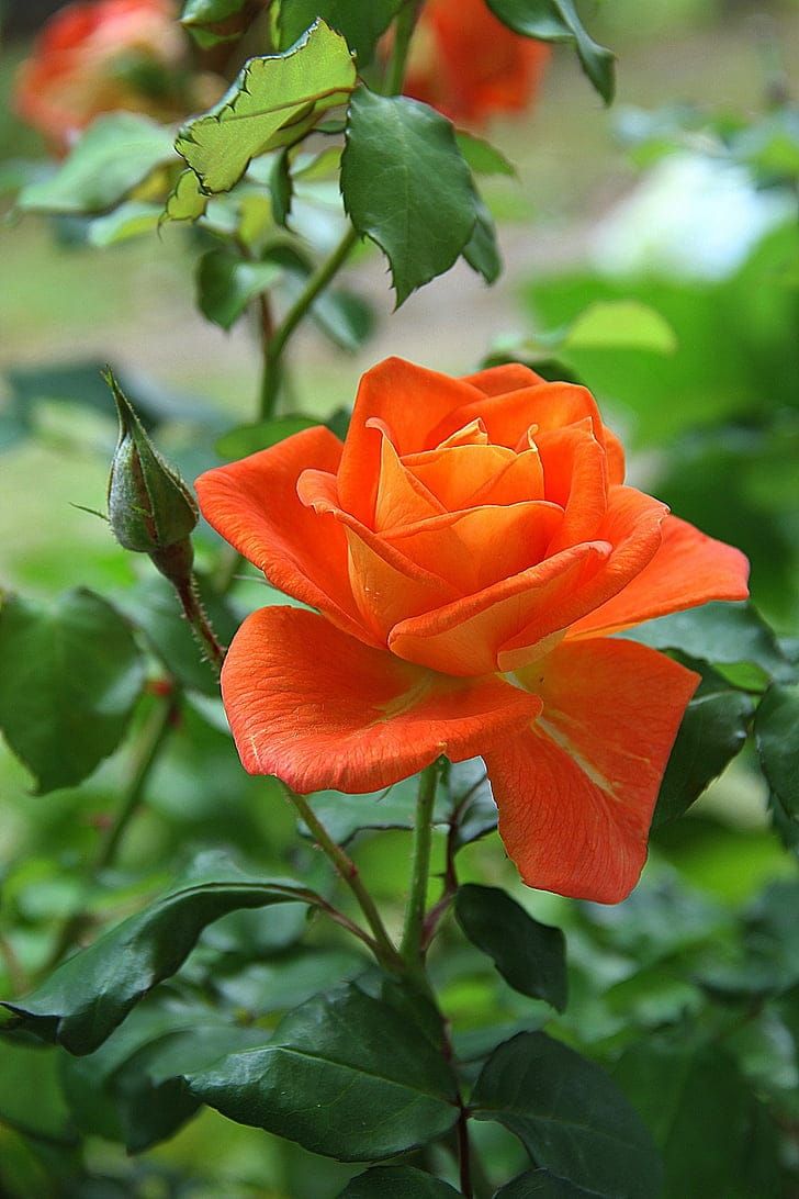 Rose imagen 3