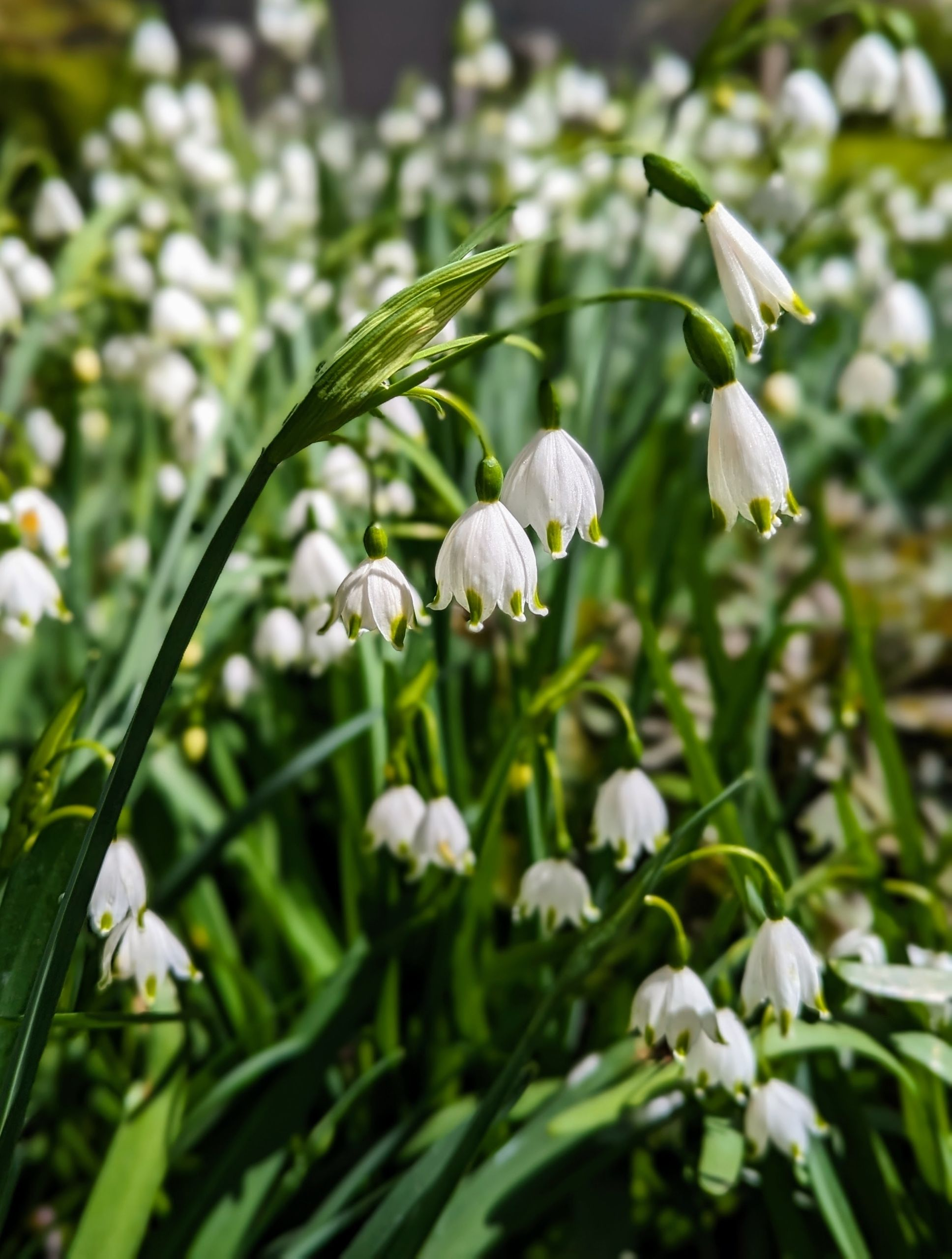 Snowdrop Bild 5