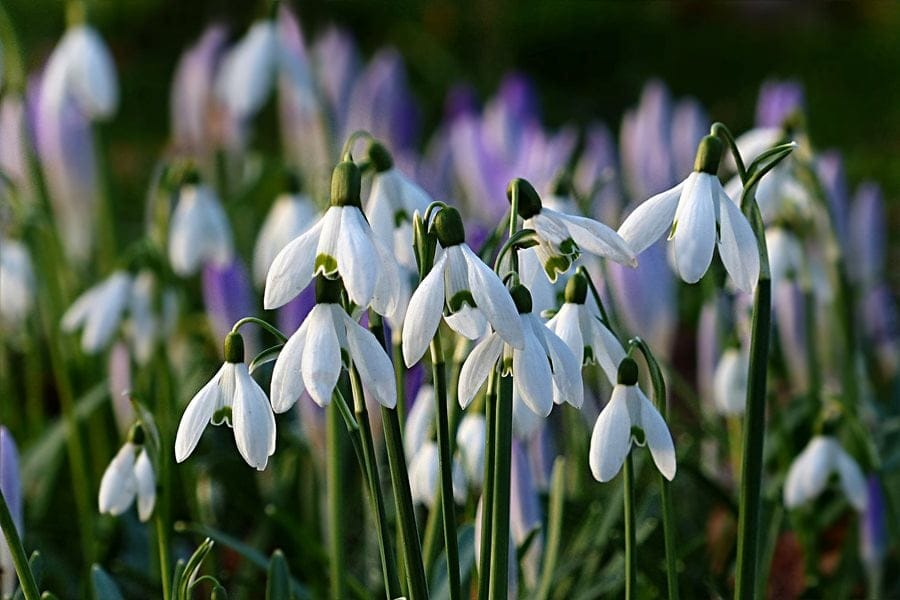 Snowdrop Bild 6