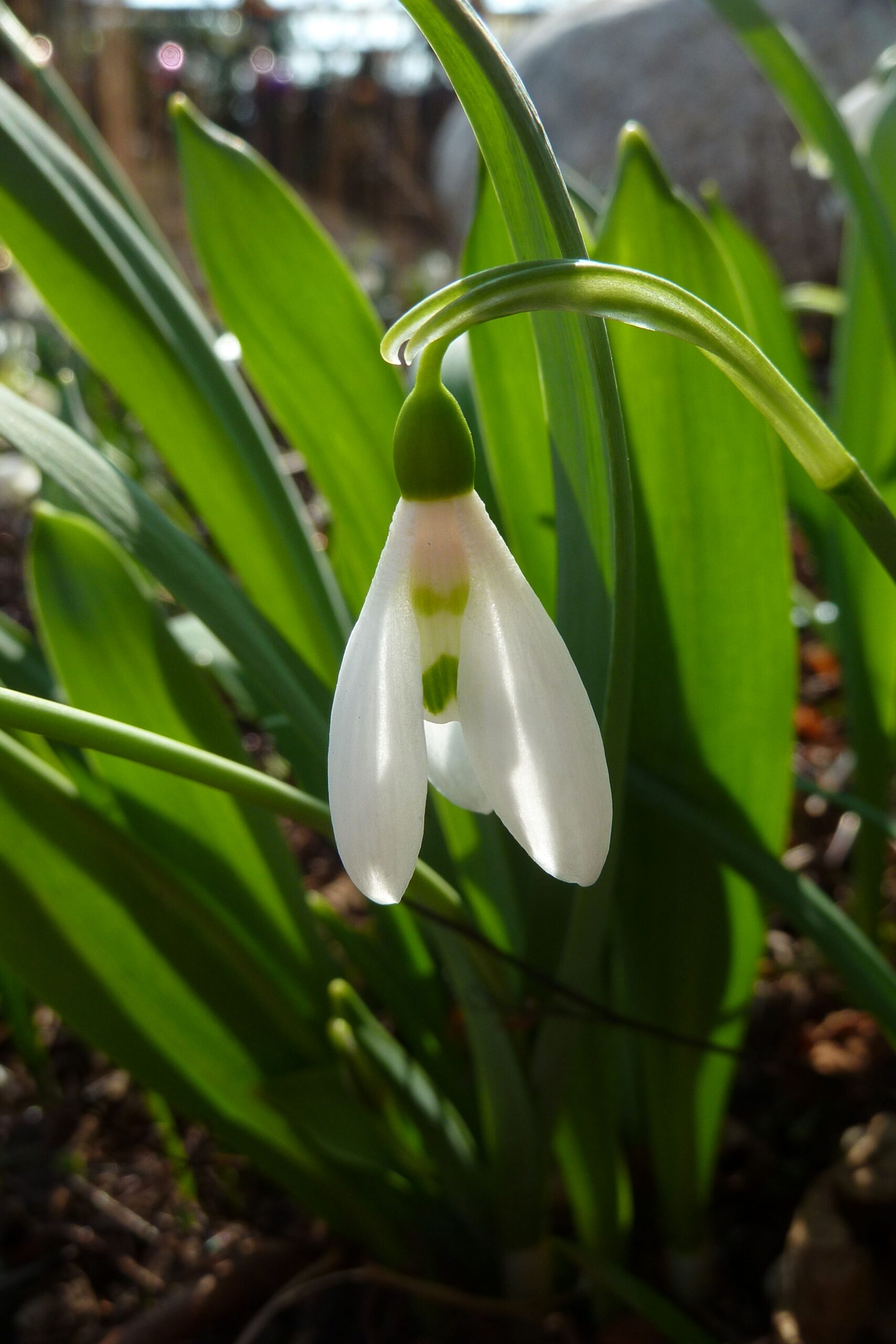 Snowdrop Bild 7