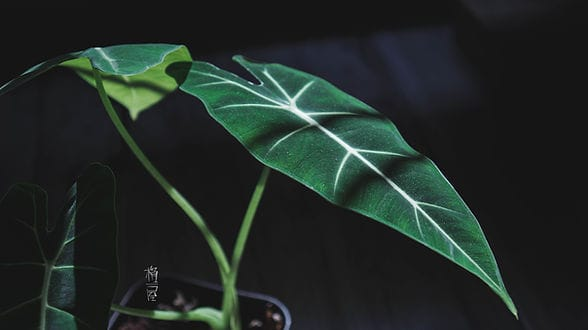 হাতির কান ছবি 6