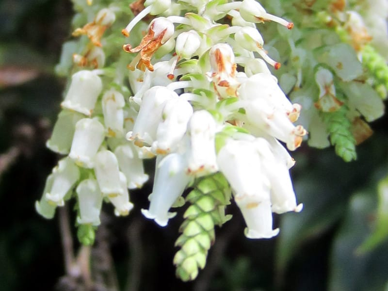 অ্যাসপারাগাস ফার্ন ছবি 3