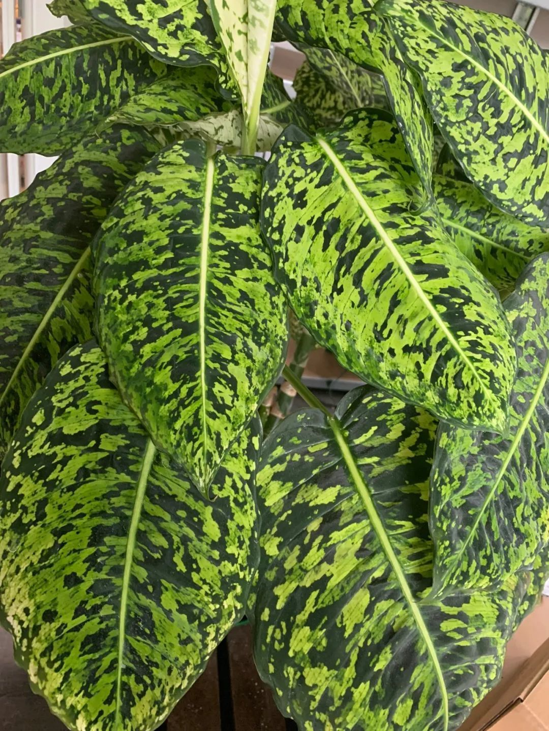 ডিফেনবাকিয়া ছবি 5