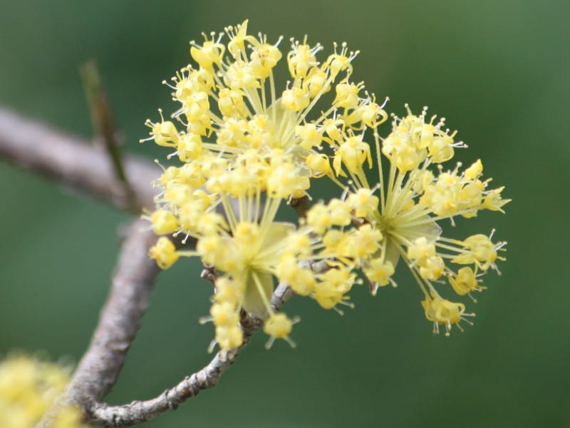 Cornouiller du Japon photo 3