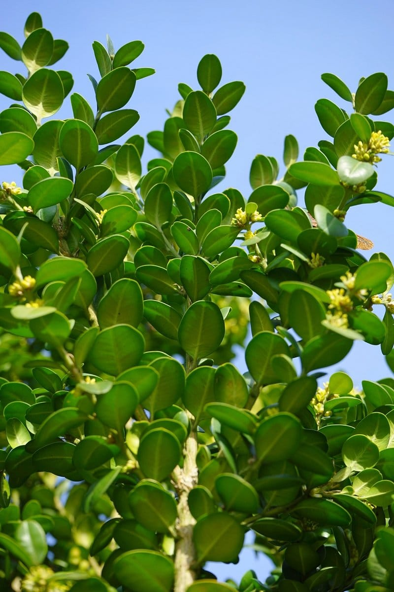 البقس صورة 6
