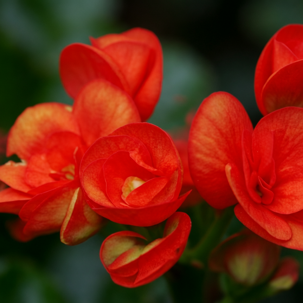 Rieger Begonia ଛବି 4