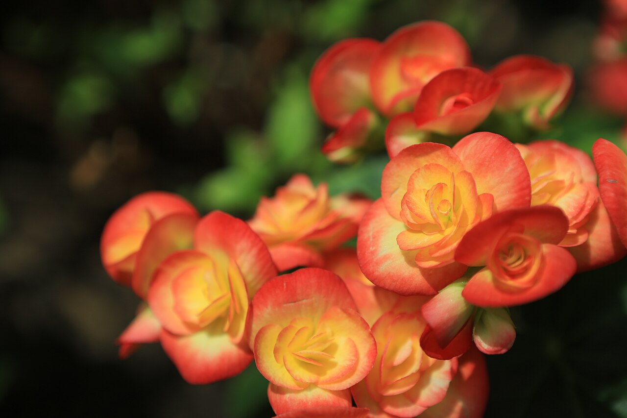 Rieger Begonia ଛବି 3