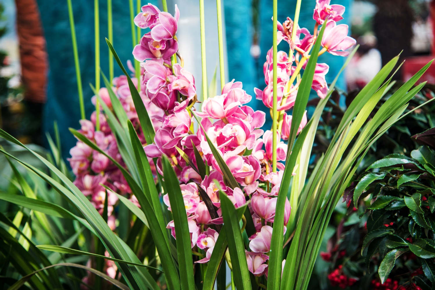 Cymbidium Orchid ଛବି 5