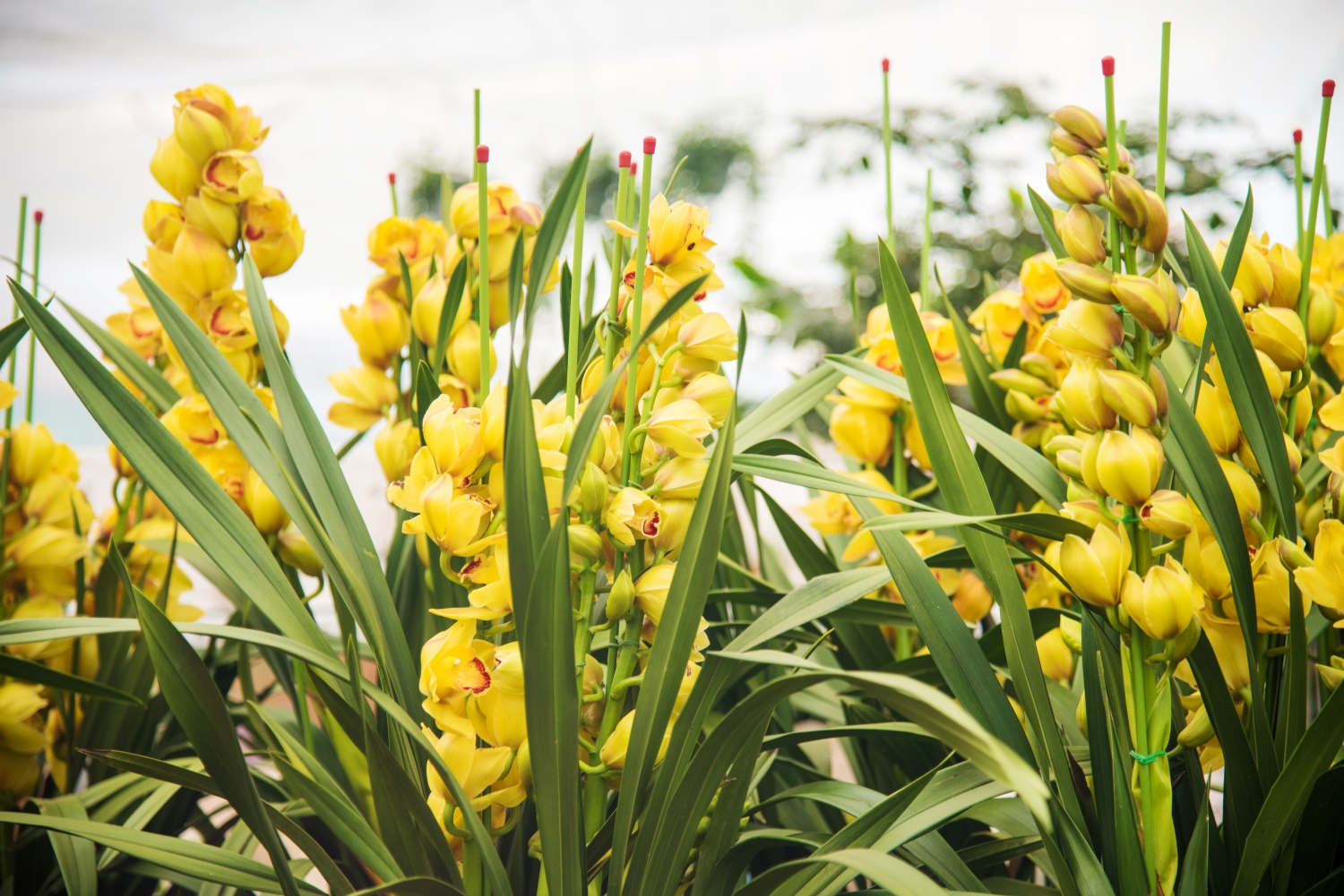 Cymbidium Orchid ଛବି 6