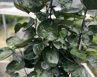 ফলস অ্যারালিয়া ছবি 5
