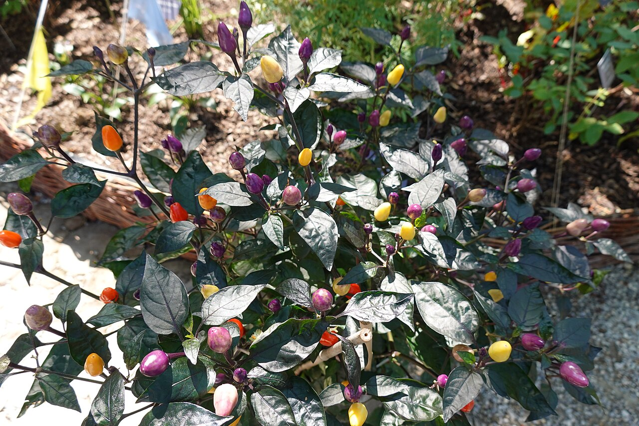 Sierpeper afbeelding 4