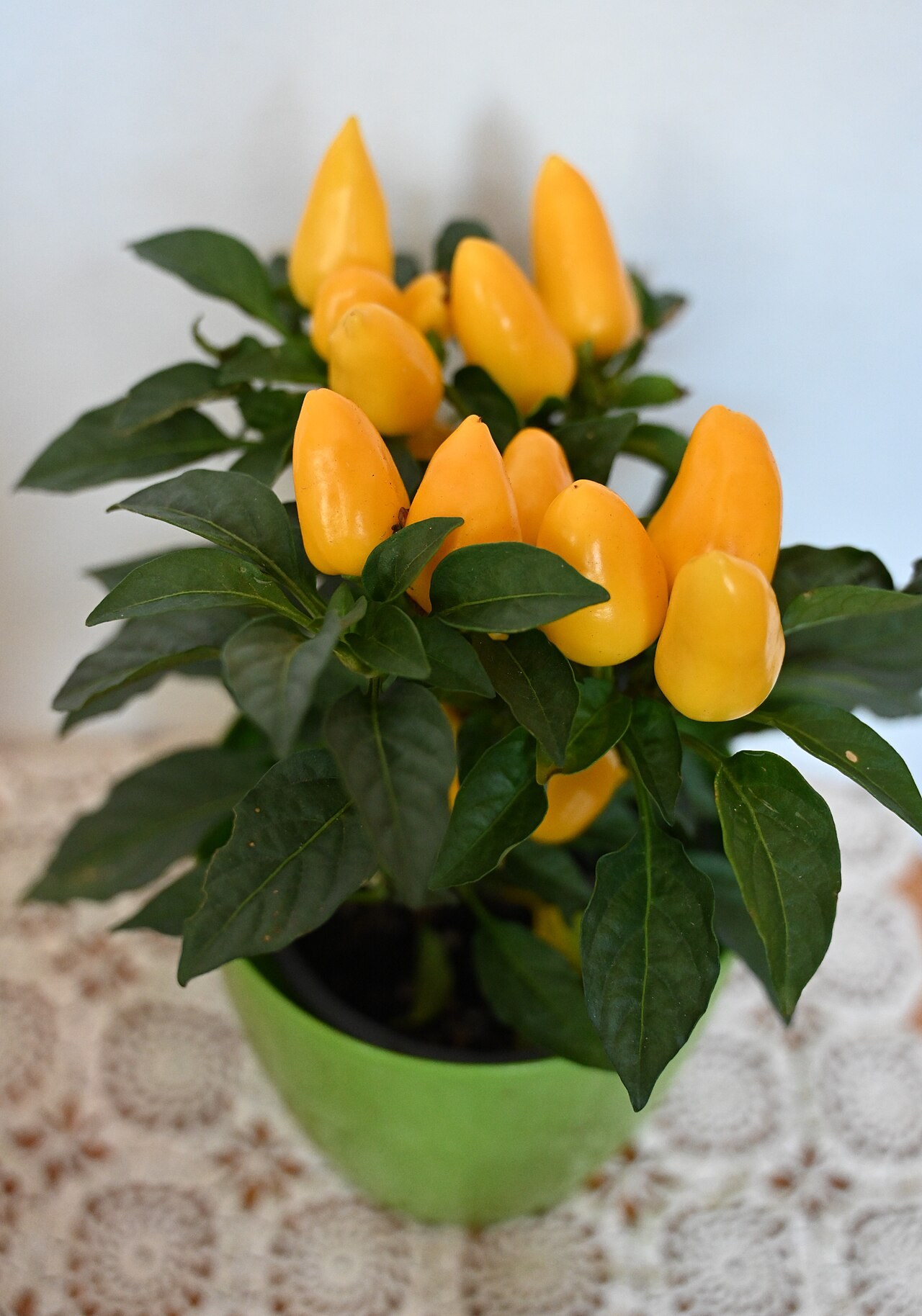 Sierpeper afbeelding 5