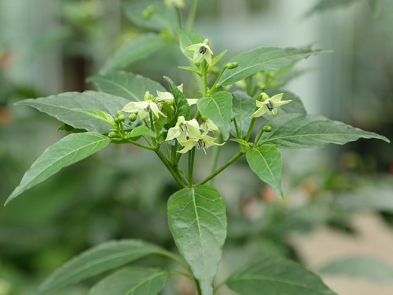 Sierpeper afbeelding 6