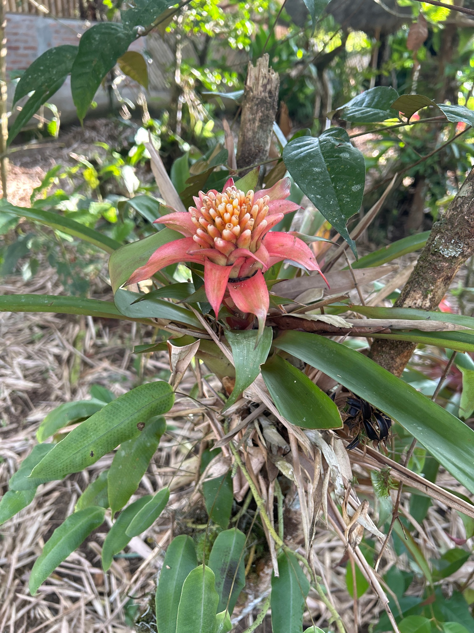 Guzmania ಚಿತ್ರ 7