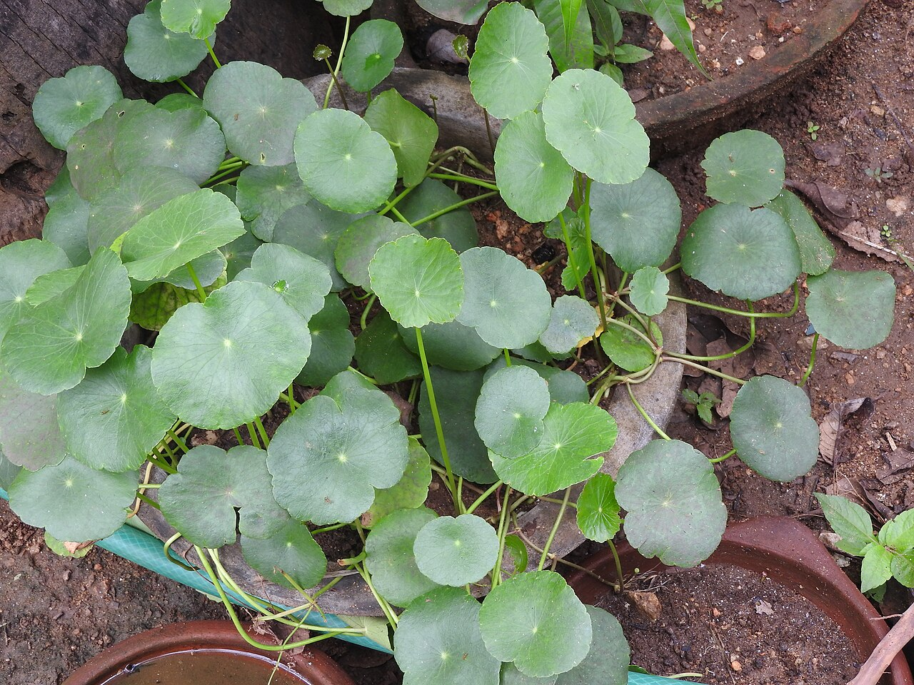 Erva-da-moeda brasileira imagem 7