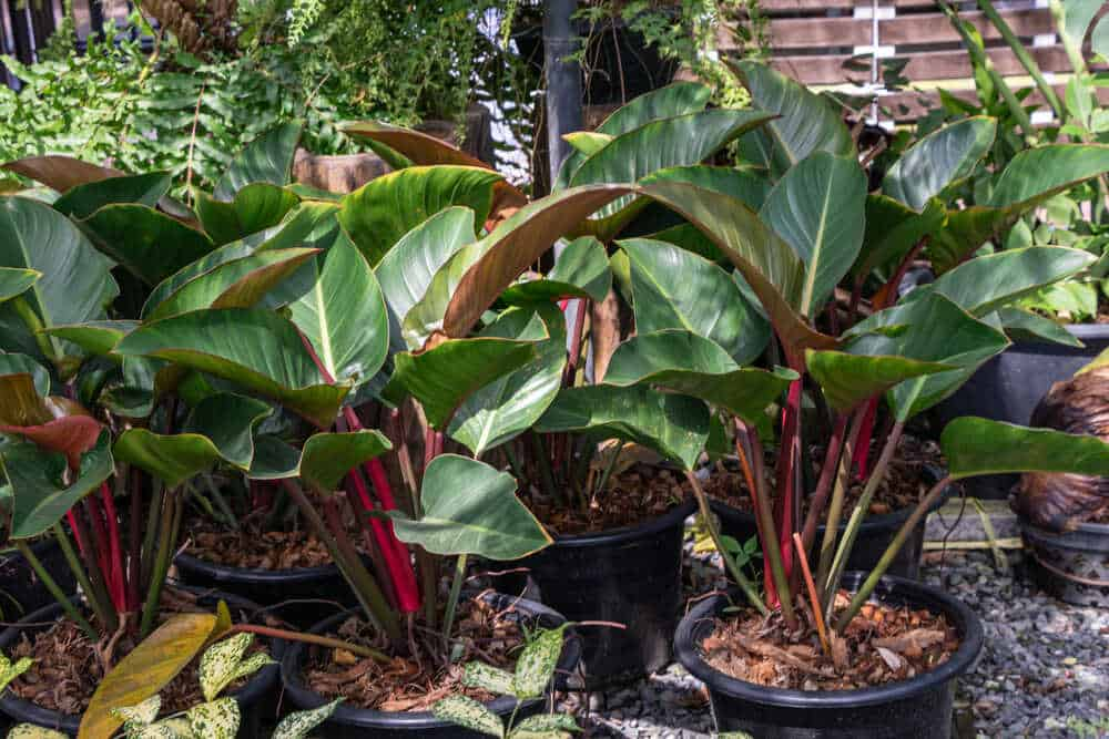 Philodendron gorsel 7