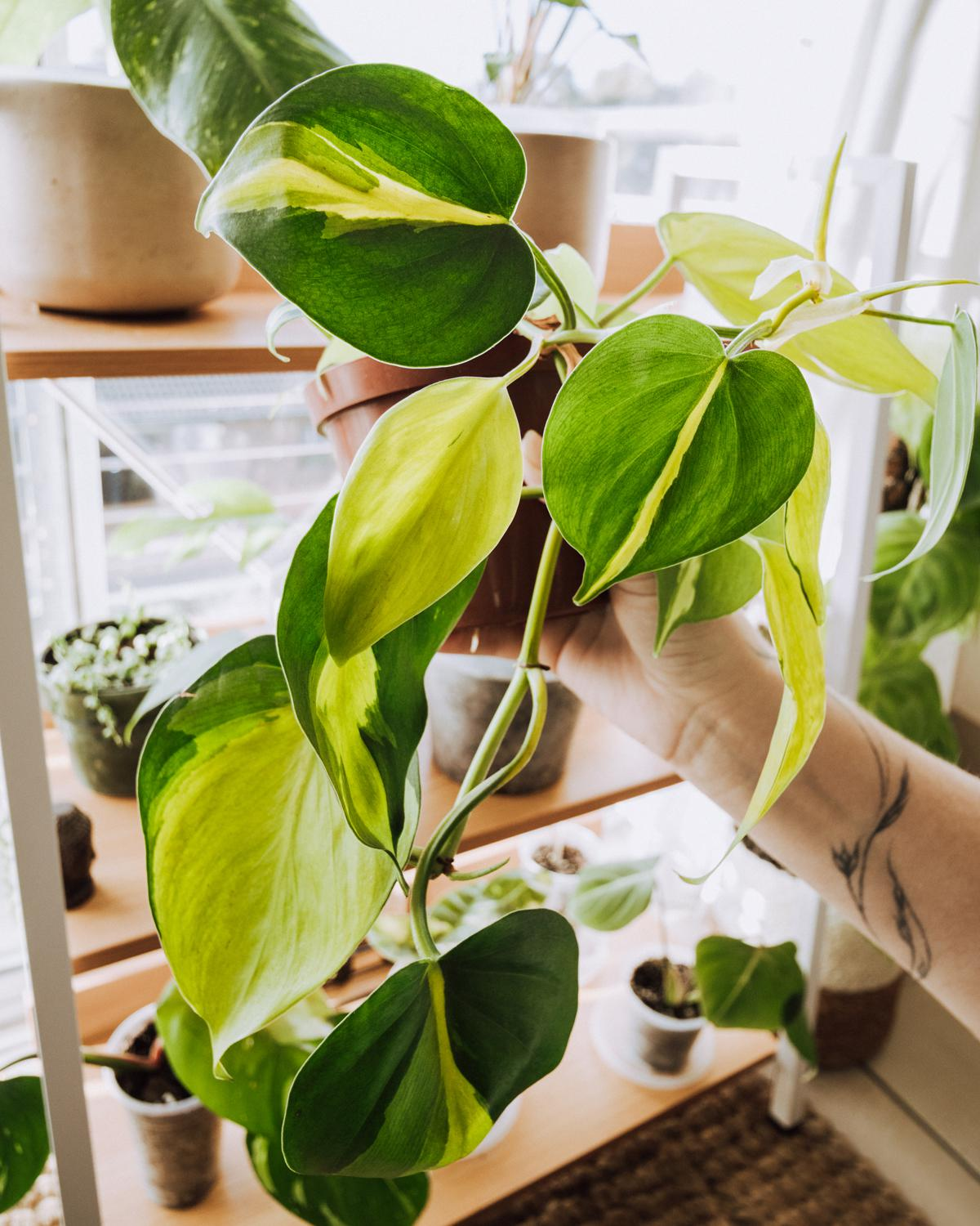 Philodendron gorsel 3
