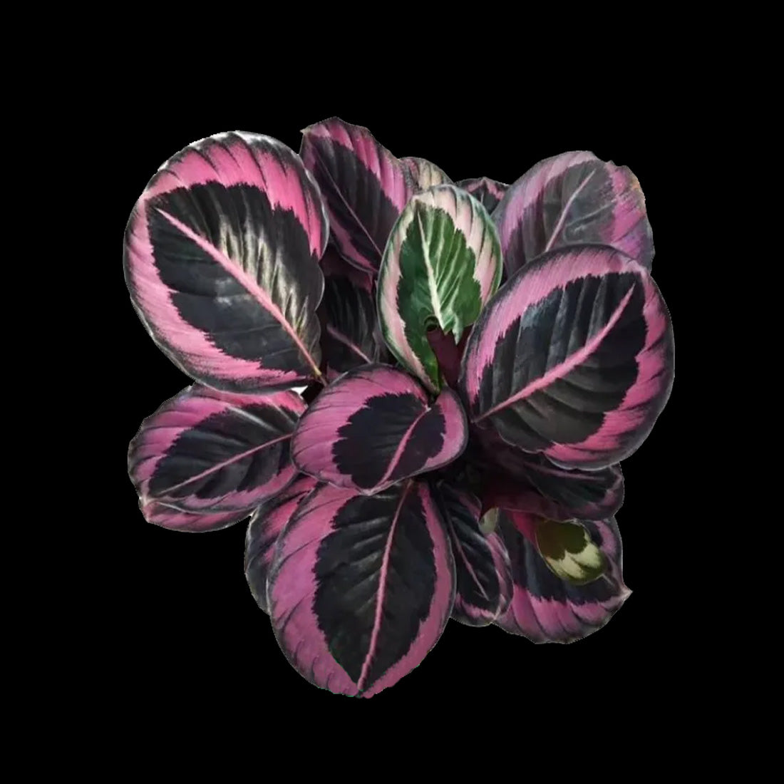 彩虹竹芋