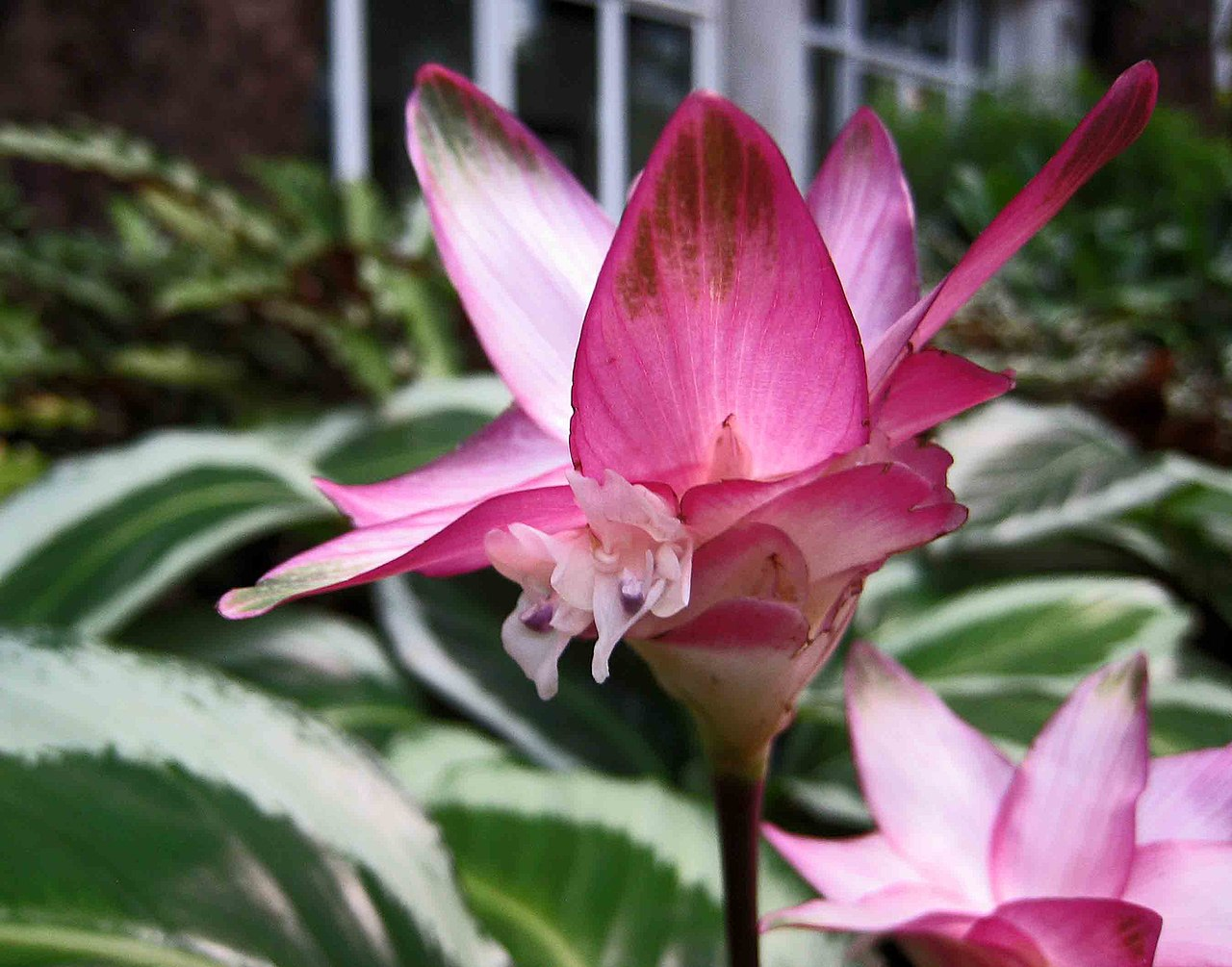 Rose-painted Calathea image 4