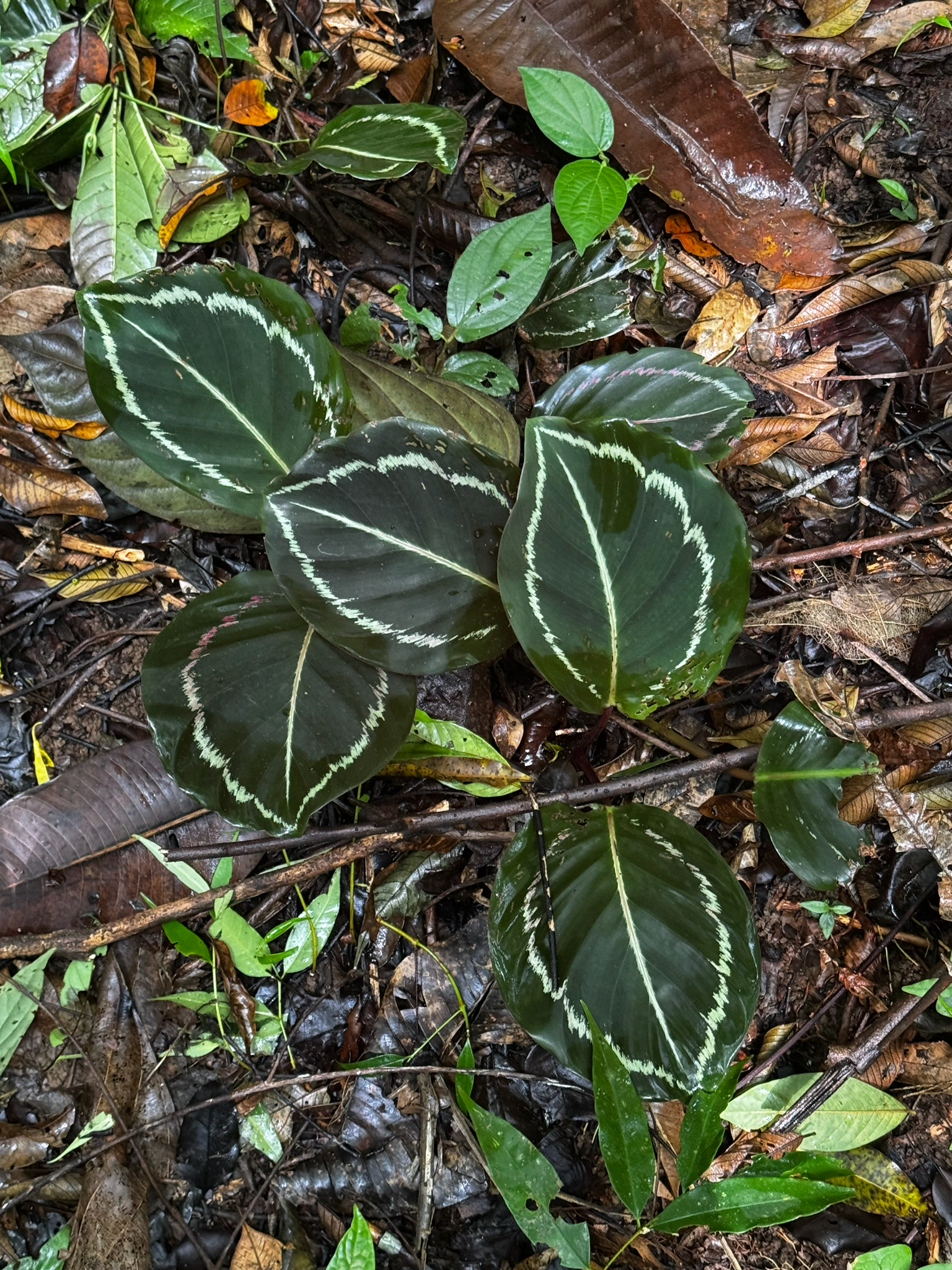 Rose-painted Calathea image 6