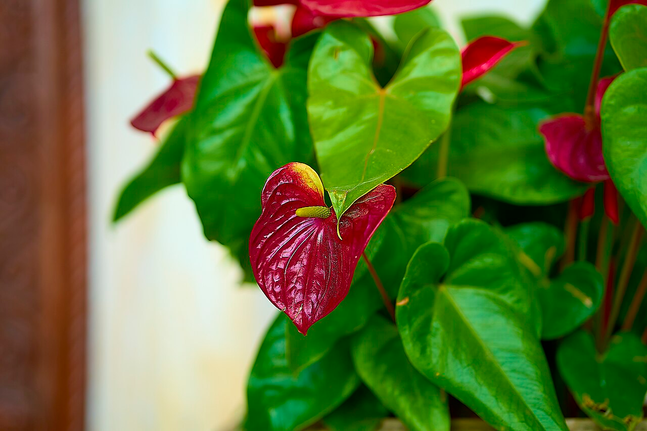 Flamingo Flower image 3