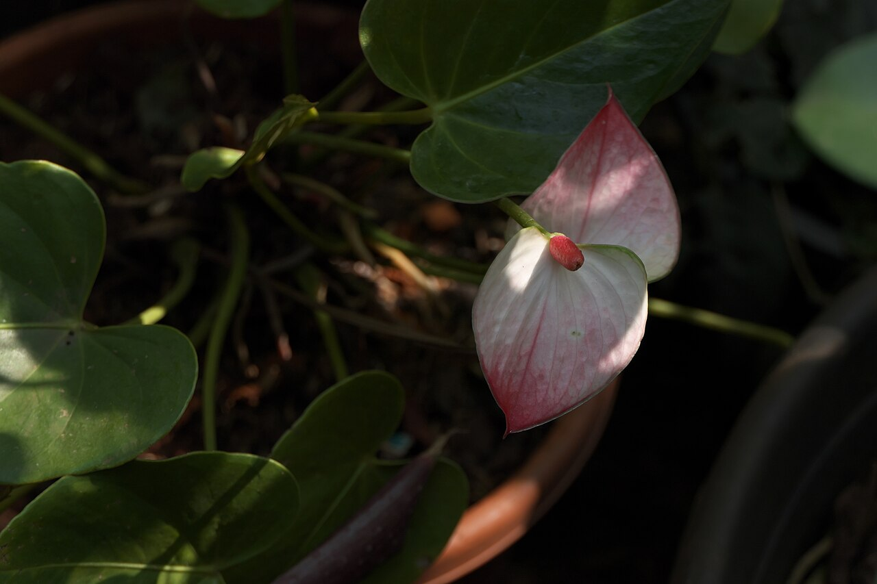 Flamingo Flower image 4