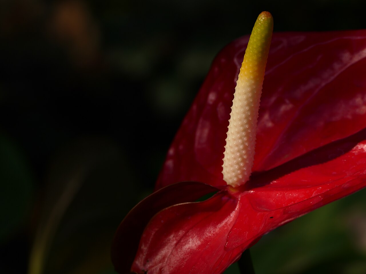Flamingo Flower image 6
