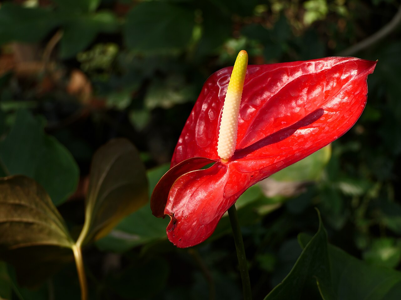 Flamingo Flower image 7