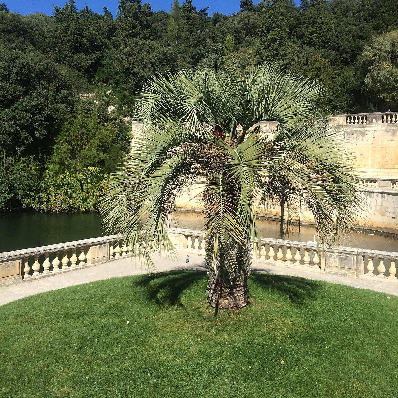 Pindo Palm image 4