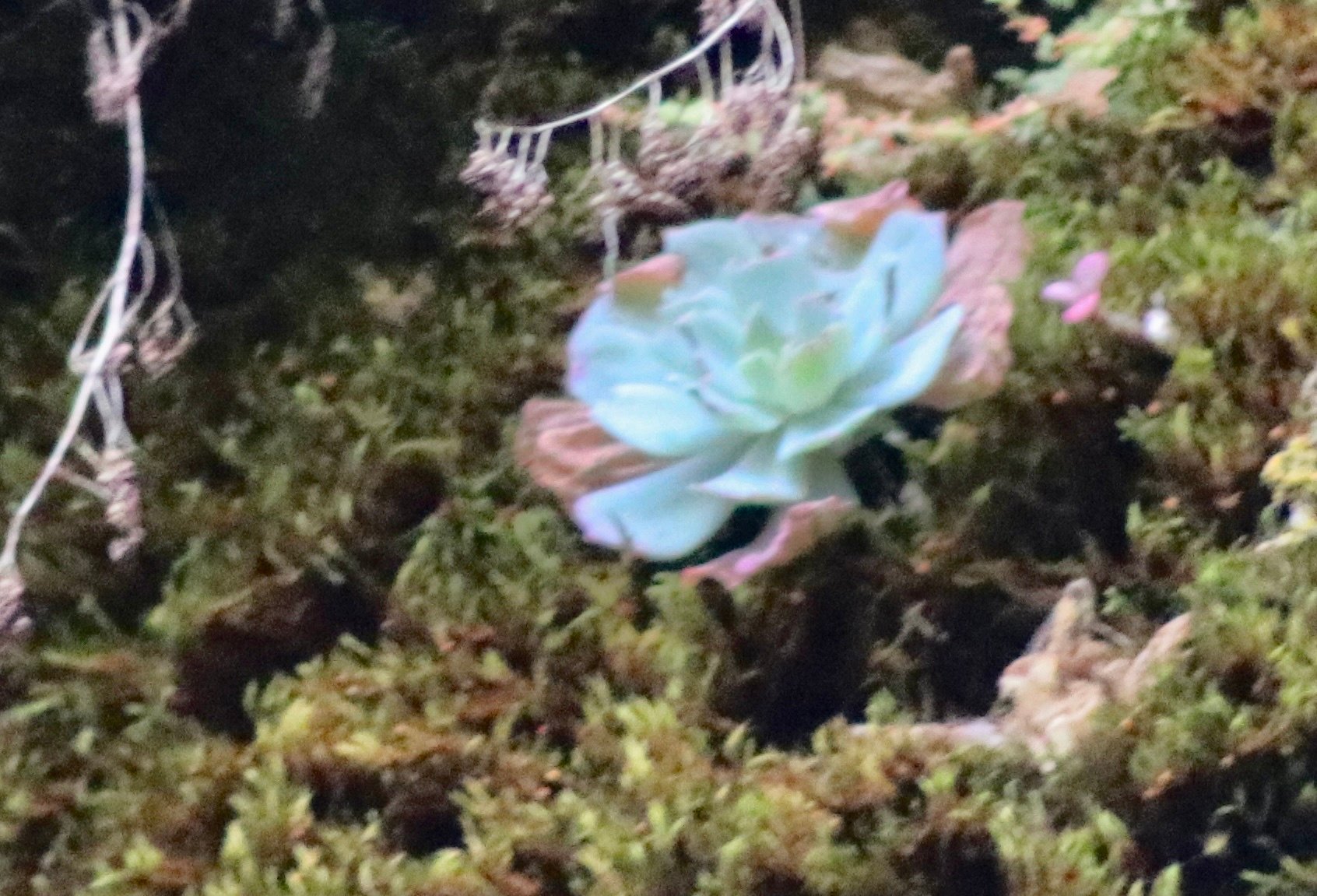 Echeveria image 4