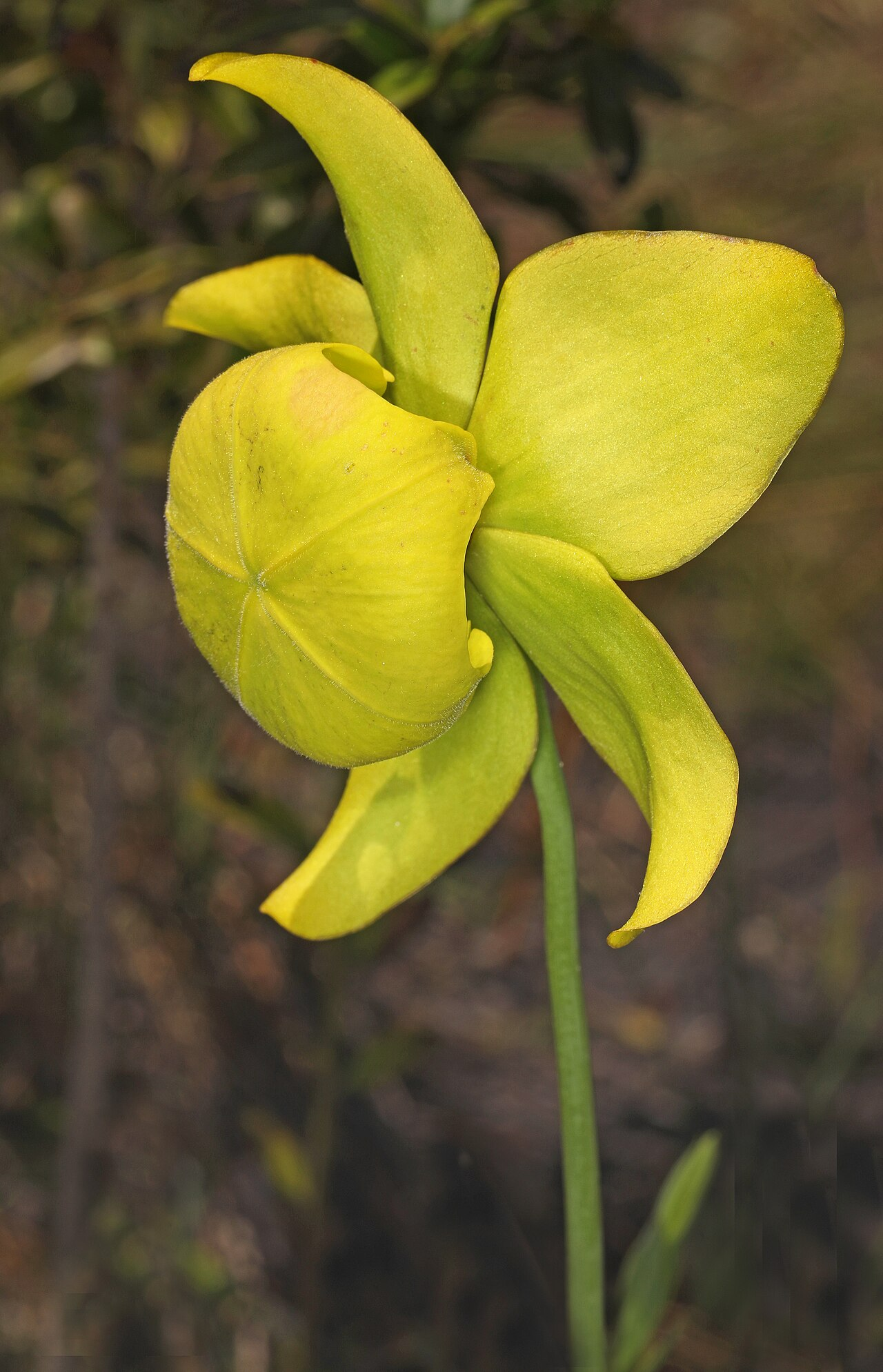 Yellow Pitcher Plant image 3