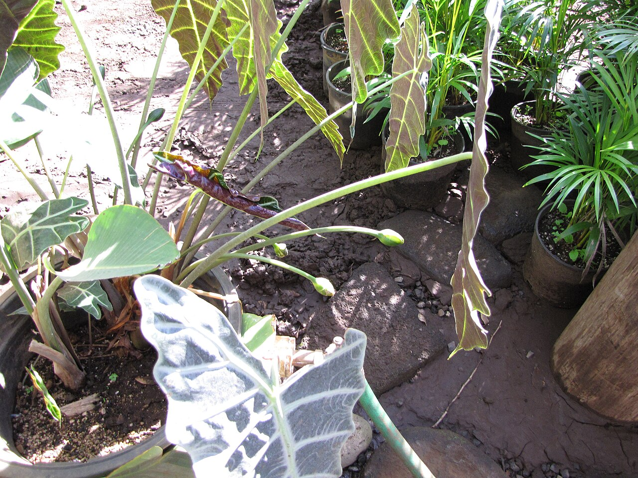African Mask Plant image 3