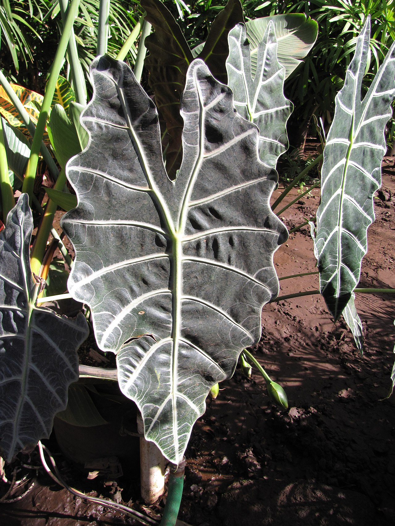 African Mask Plant image 5