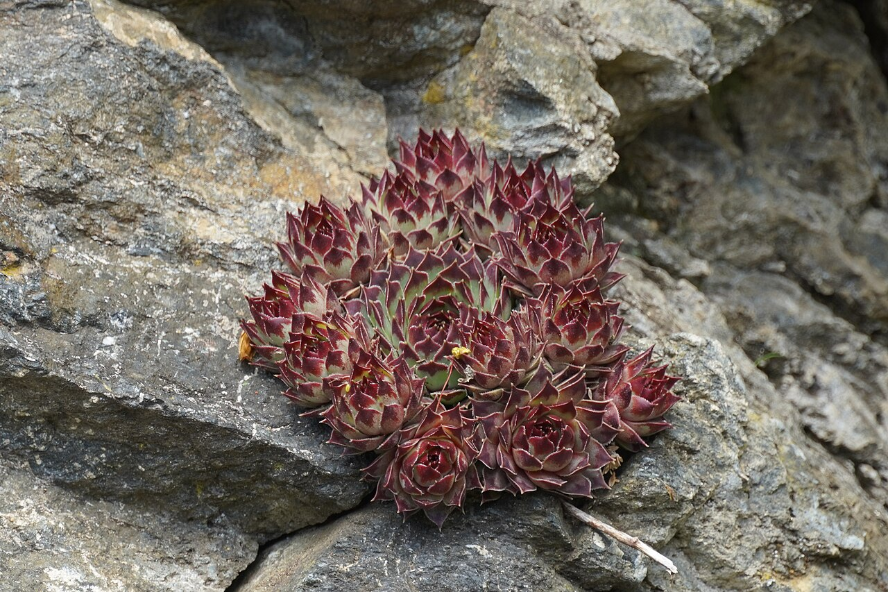 Houseleek image 2