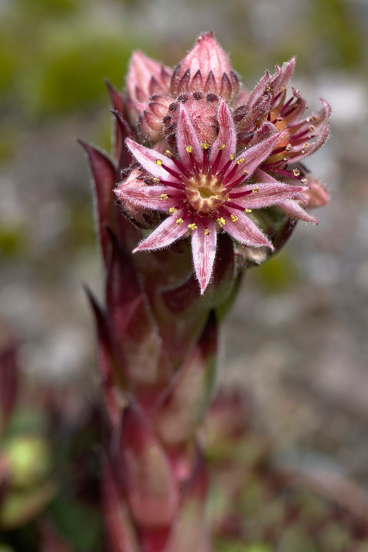 Houseleek image 4