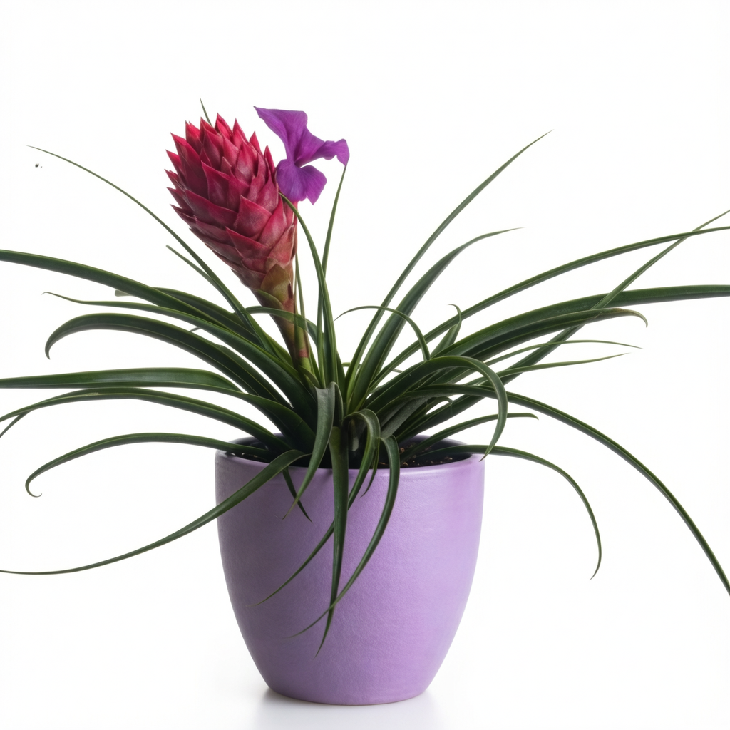 Pink Quill Plant image 2