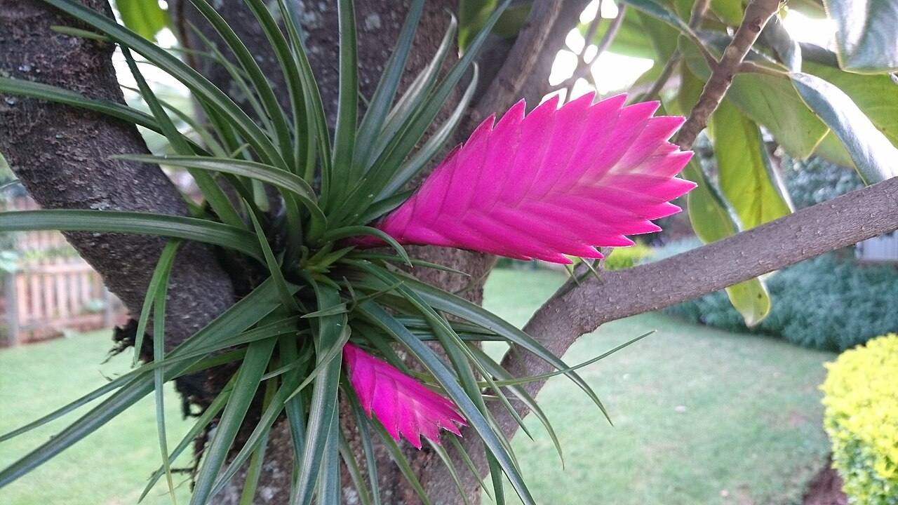 Pink Quill Plant image 4