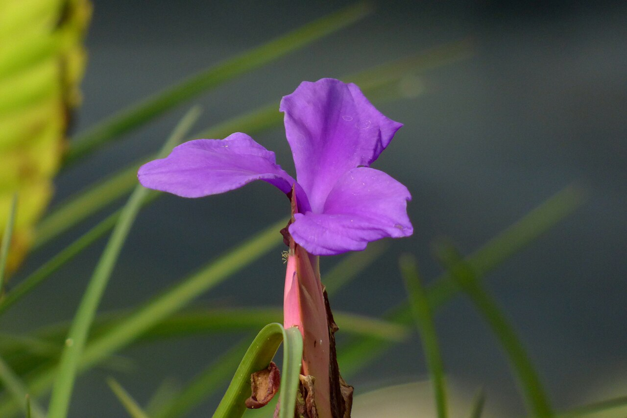 Pink Quill Plant image 5