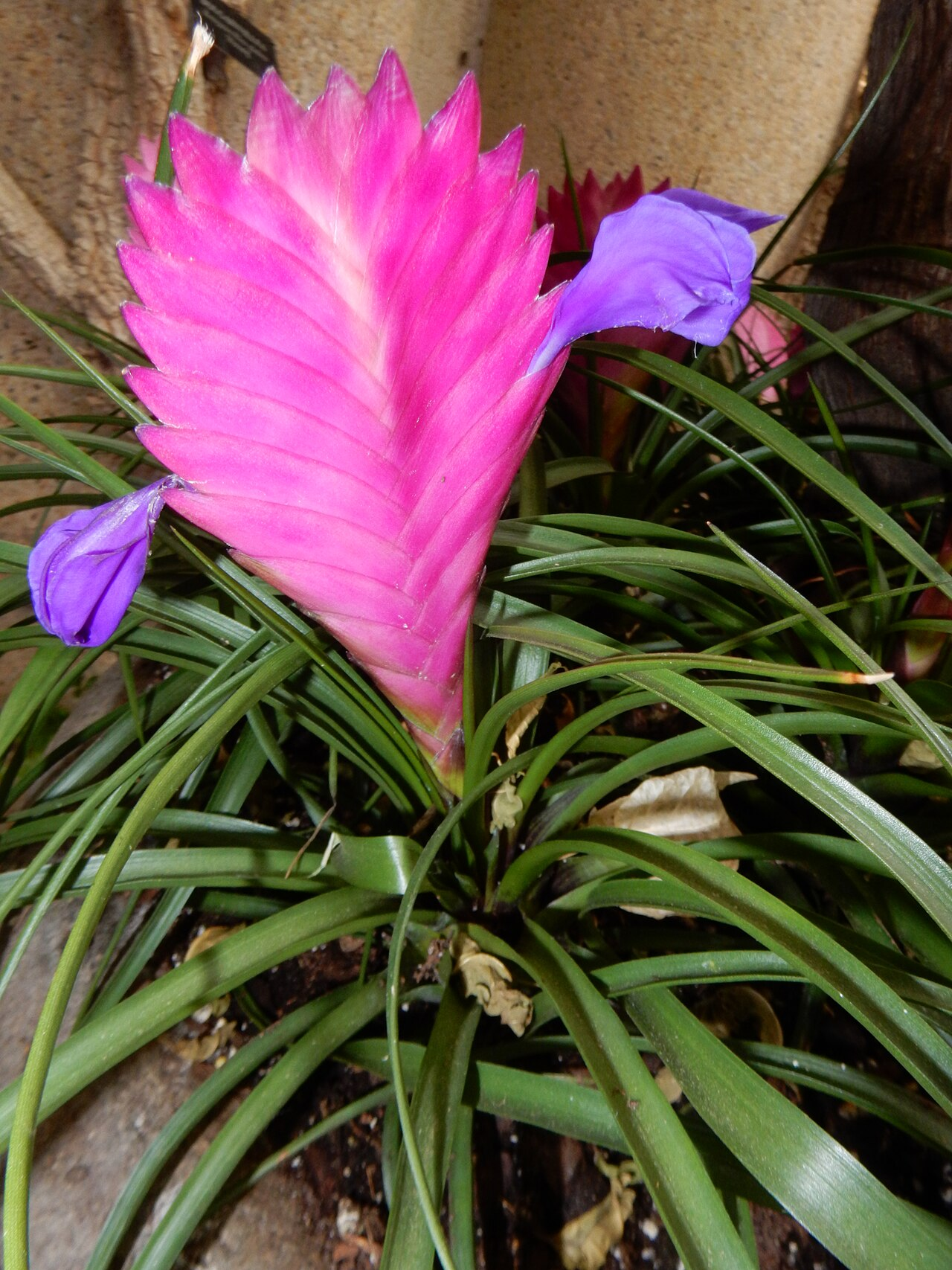 Pink Quill Plant image 6