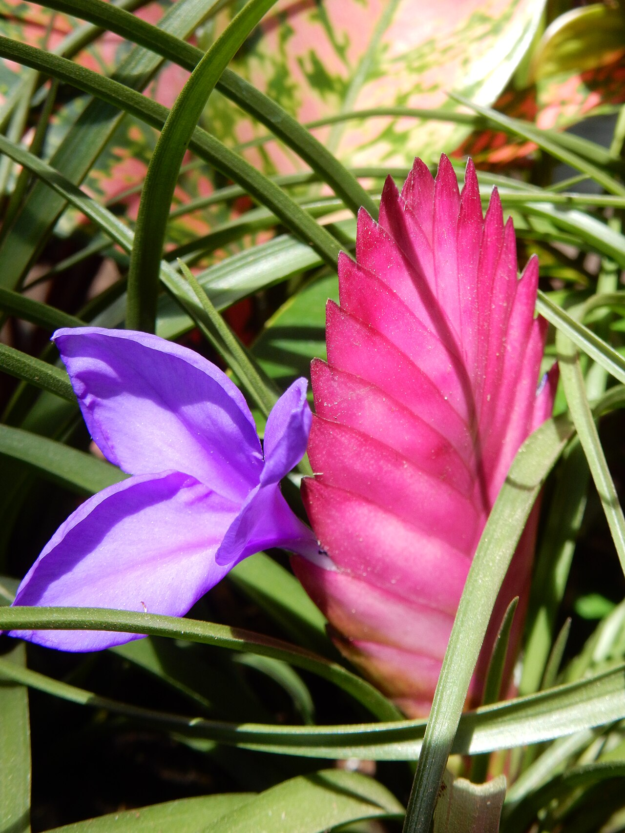 Pink Quill Plant image 7