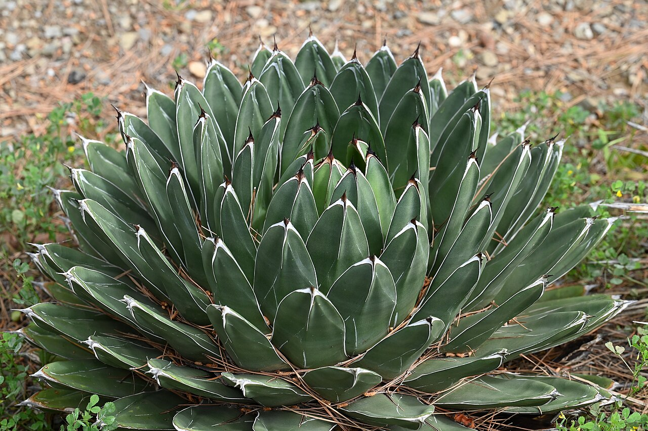 Snowflake Agave image 5