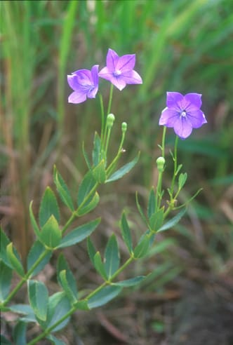 Platycodon photo 4