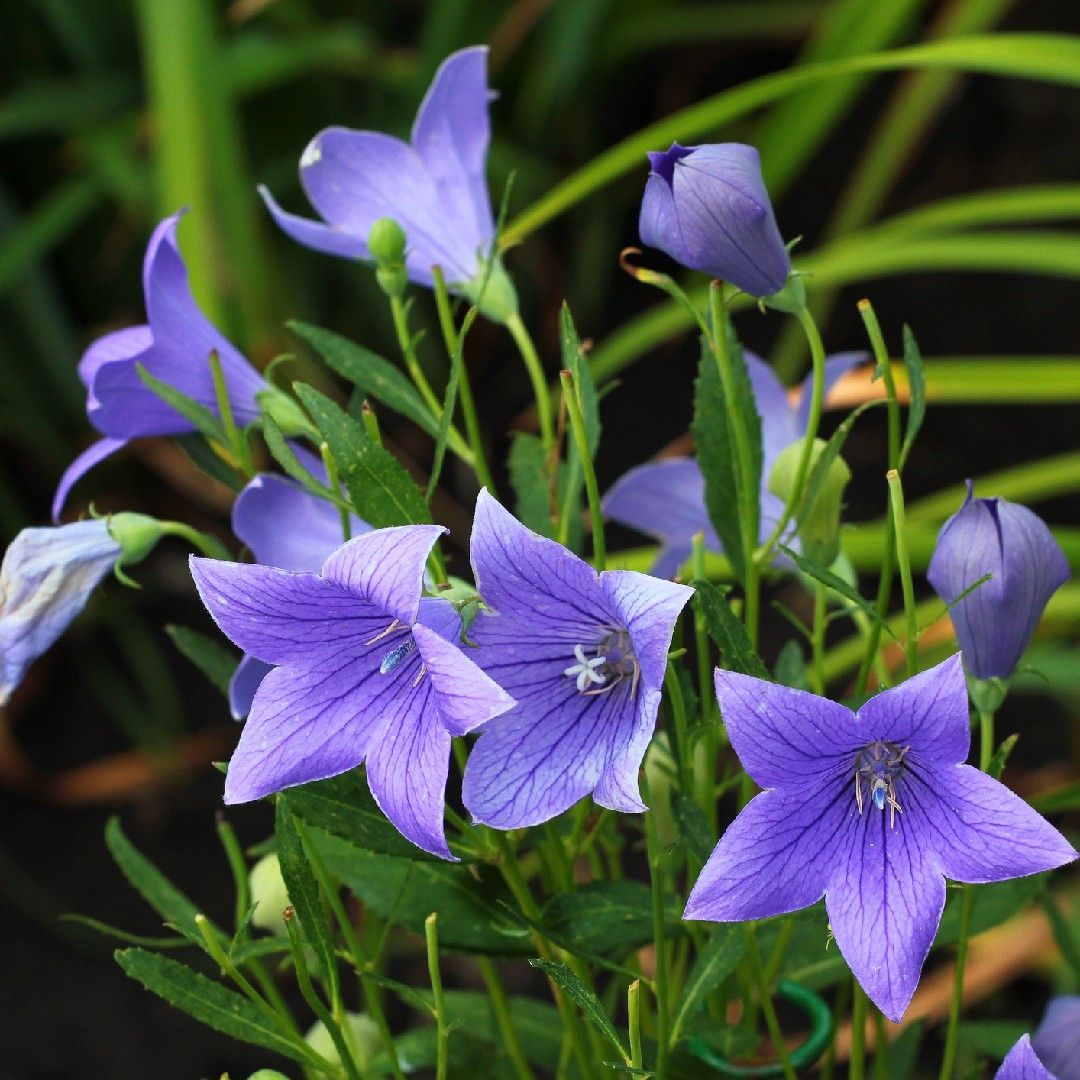 Platycodon photo 5