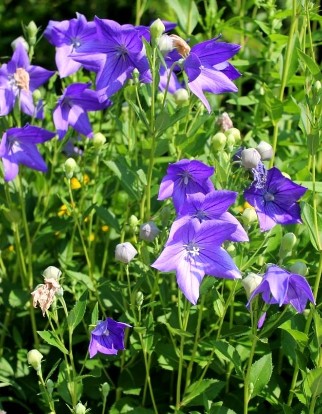 Platycodon photo 6