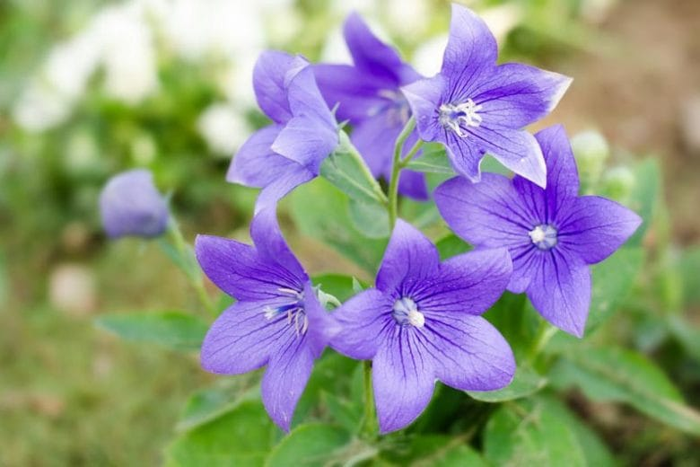 Platycodon photo 7
