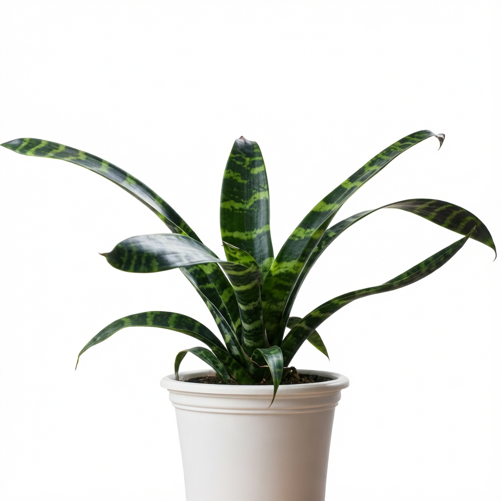 Zebra Bromeliad image 2