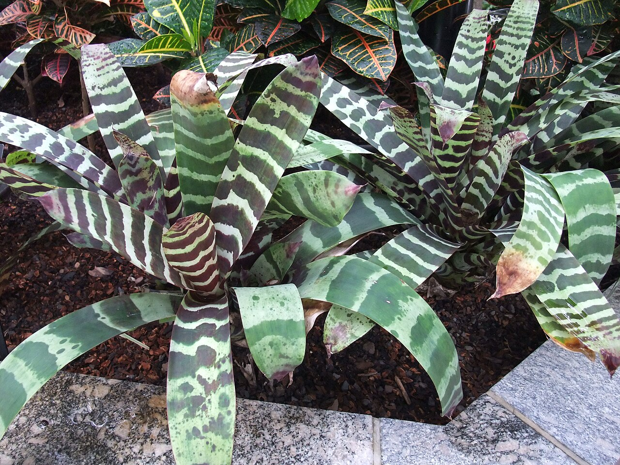 Zebra Bromeliad image 4